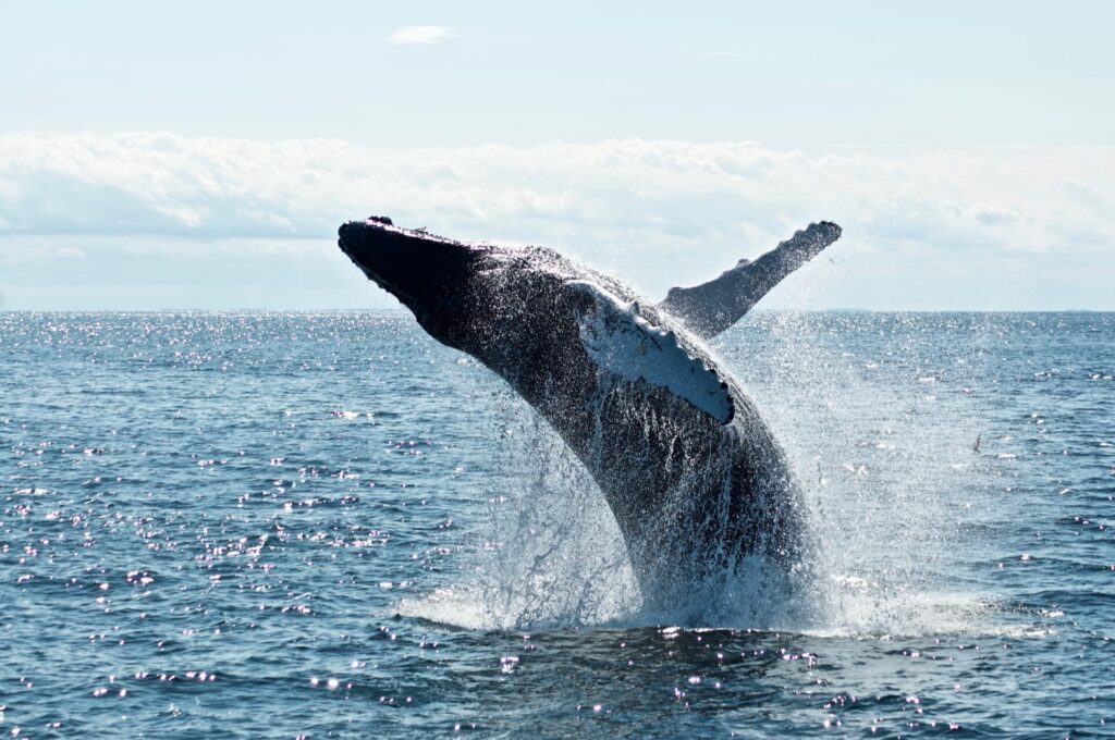 52ヘルツの鯨